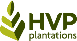 HVP plantations